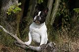 BOULEDOGUE FRANCAIS 916